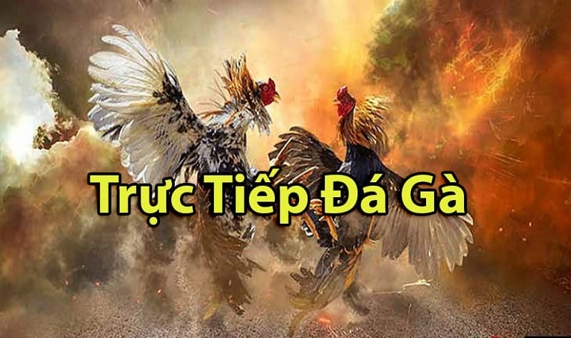 https://lhpd.us/tim-hieu-ve-da-ga-thomo-campuchia/